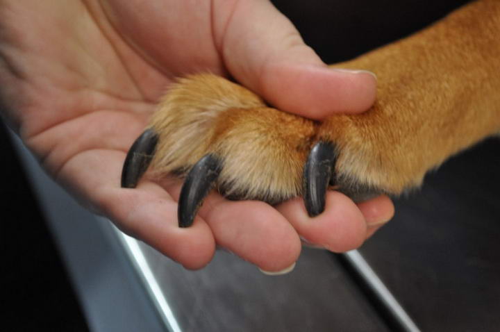 如何正确的给狗狗剪指甲?