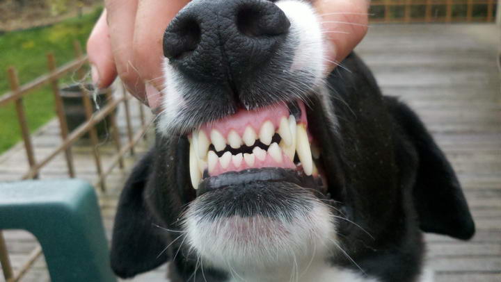 七招教你保护好宠物狗的牙齿 - 大王猫-专注于猫咪和狗狗的宠物网站