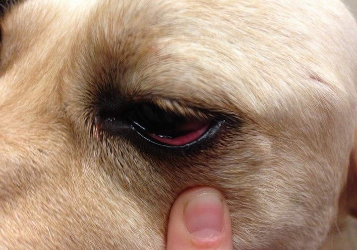 狗狗的红眼病,宠物犬结膜炎症状和治疗方法