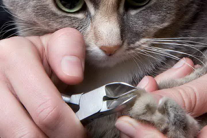 如何给猫咪爪子修剪指甲