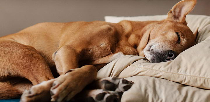 宠物狗每天睡多久正常 狗狗睡太多怎么办 大王猫 专注于猫咪和狗狗的宠物网站