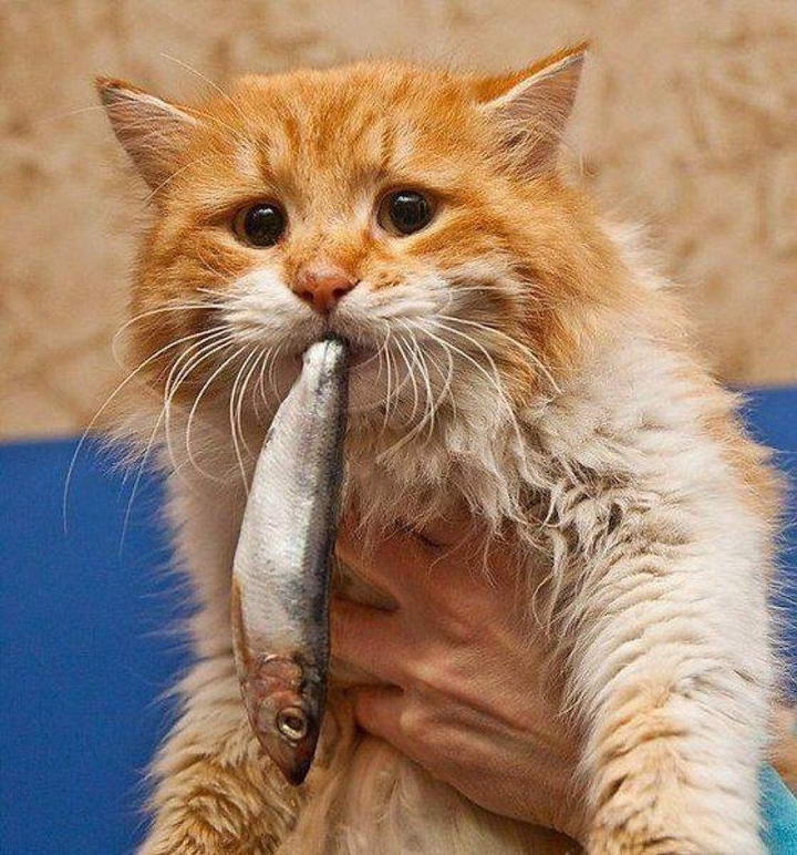 能给猫咪吃生鱼肉么宠物猫吃生鱼的危害