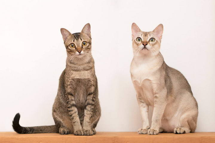 世界上最聪明的10种猫咪，智商最高的猫品种排行榜