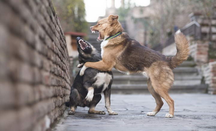 狗狗被另外一只宠物犬咬了怎么办？狗咬狗的正确处理方法