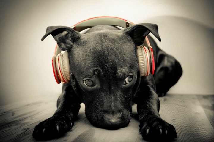 什么样的音乐能够让狗狗平静下来，比较适合宠物狗听？
